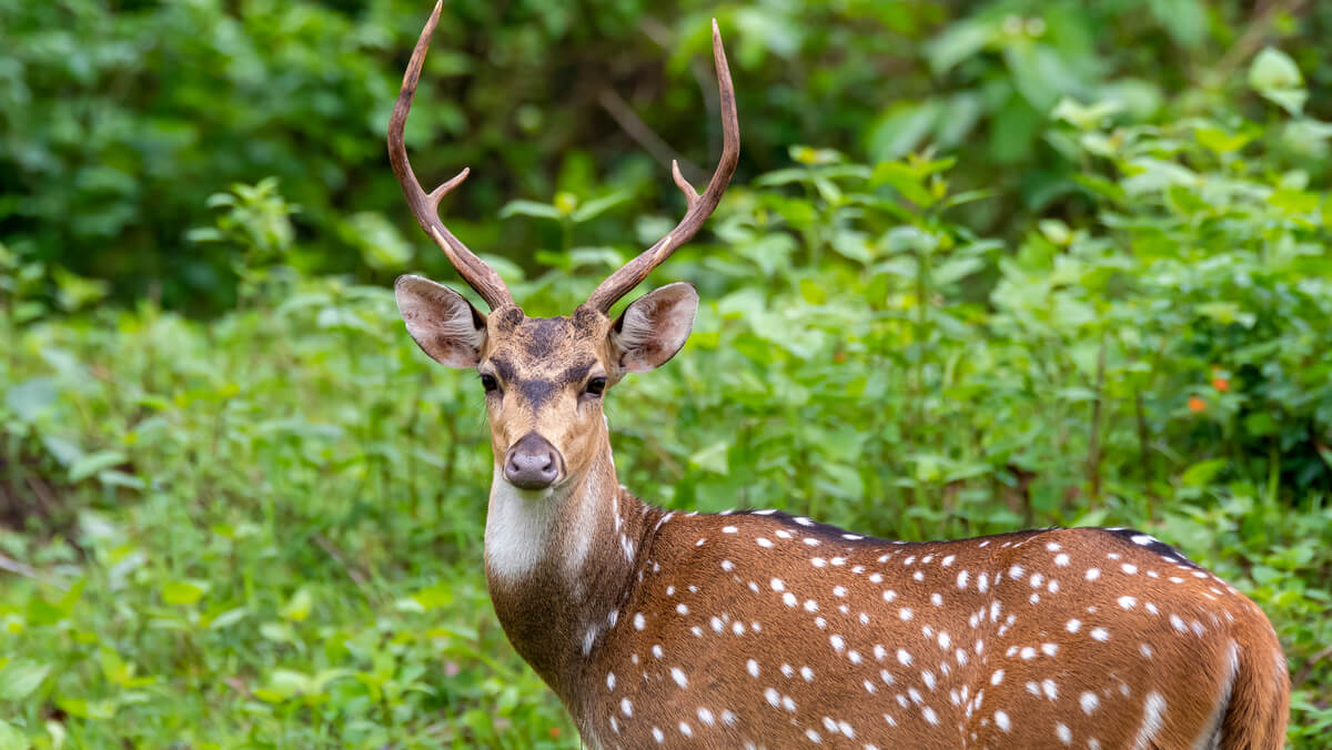 Top 25 Wildlife Sanctuaries in India
