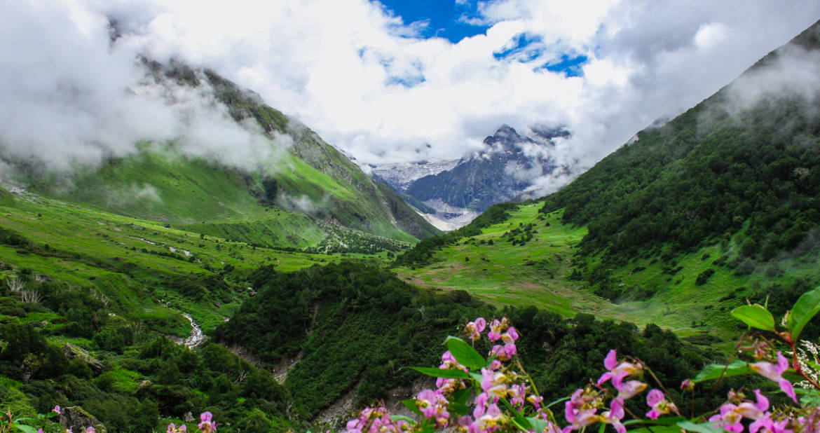 Valley of Flowers Images Trek Through The Meadows of Alpine Flowers