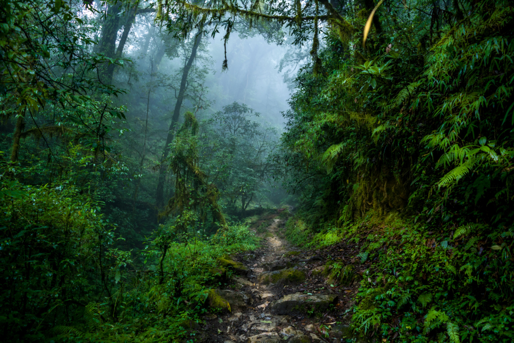 goechala trek height in feet