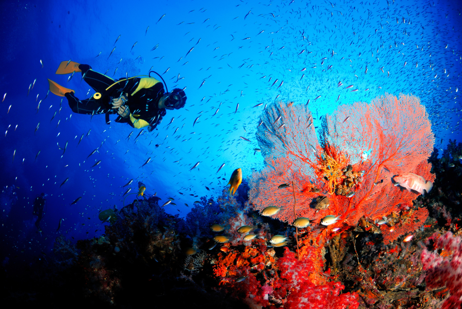 6 Best Places for Diving in Thailand