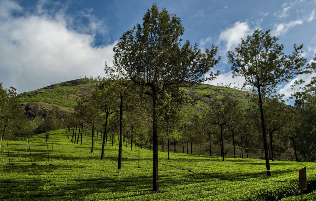 Photo Point - Places to Visit in Munnar for Couples