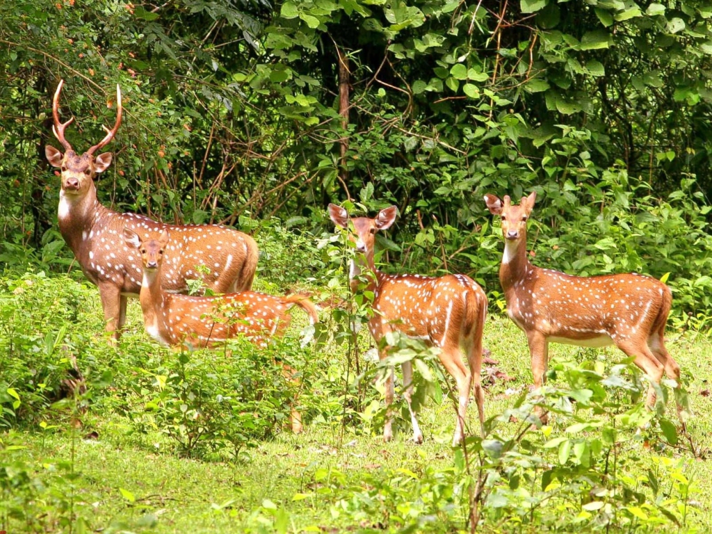  Sanjay Gandhi National Park, Mumbai