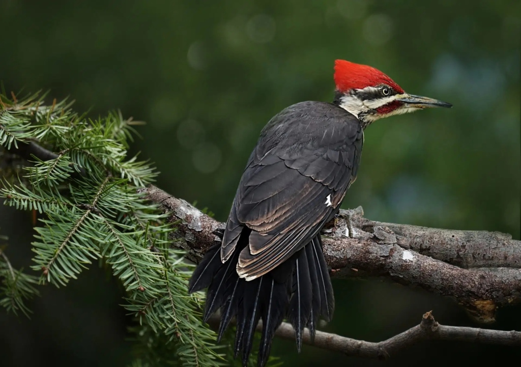 Andaman-Woodpecker