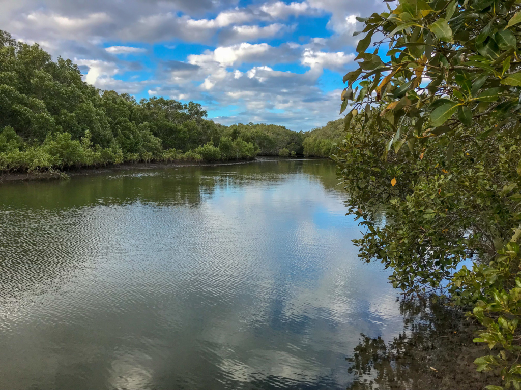 Mangrove-creek