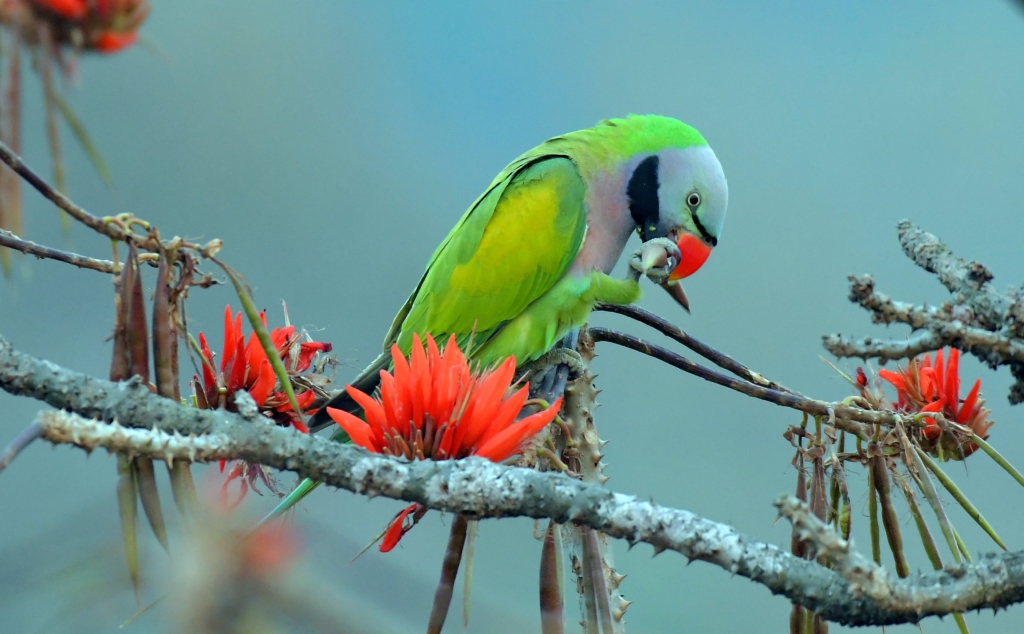 Red-breasted Parakee