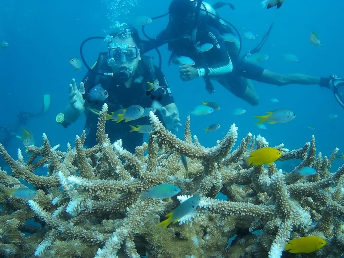 Marine Life in Andaman and Nicobar