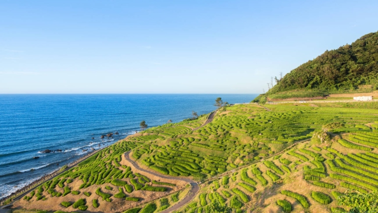 Japan Rice Terraces