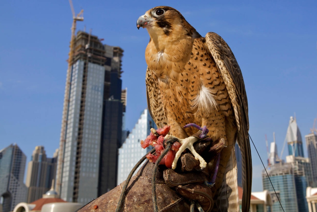 Falcons of Dubai