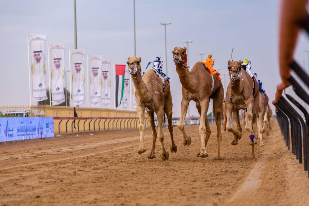 Camel Racing in Dubai