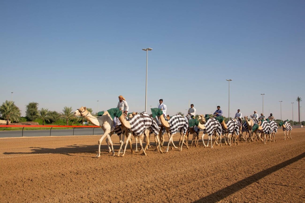 Dubai Camel Race Track