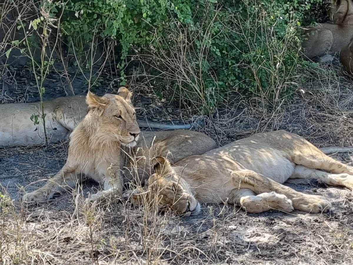 Two Friends on a Wildlife Odyssey in Africa- Nalin & Surendar’s Thrillophilia Trip Review