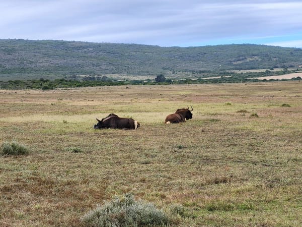 Wild Safaris and Coastal Wonders: Vishal’s South Africa Trip with Thrillophilia