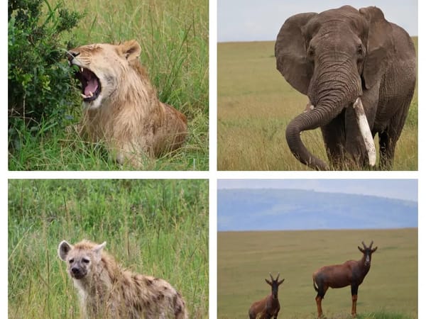 Five Days, One Wild Adventure: Prateek and Kaveri’s Kenya Escape with Thrillophilia